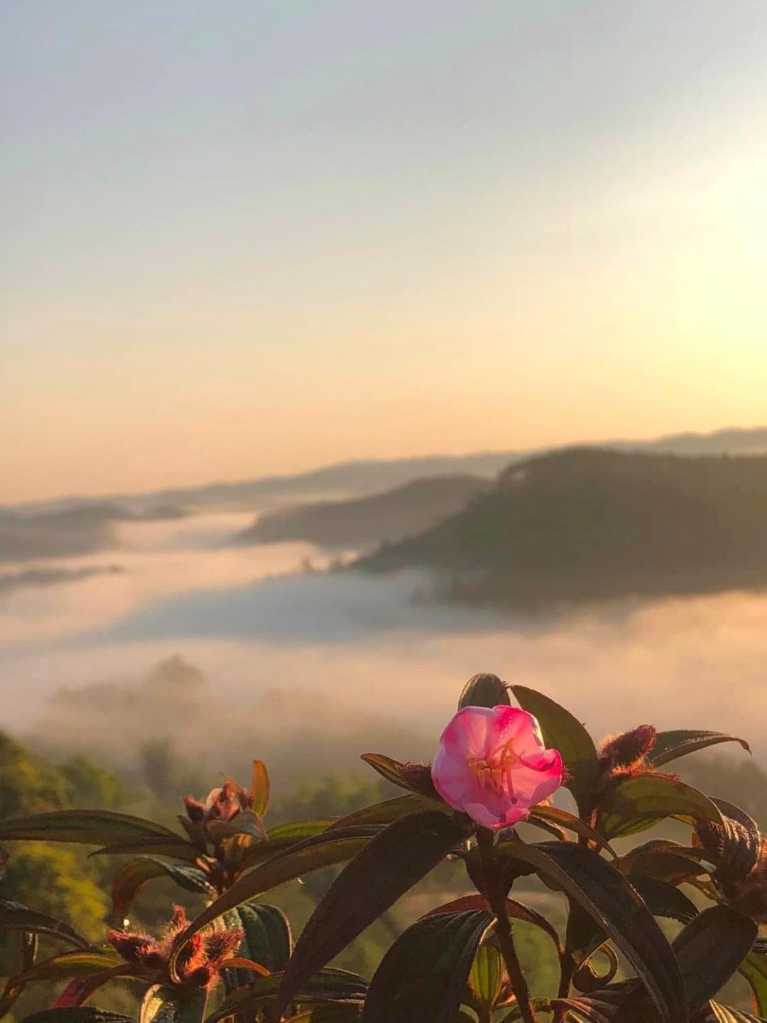 Vuon Tra Homestay Mang Den Kon Von Kla Exteriör bild